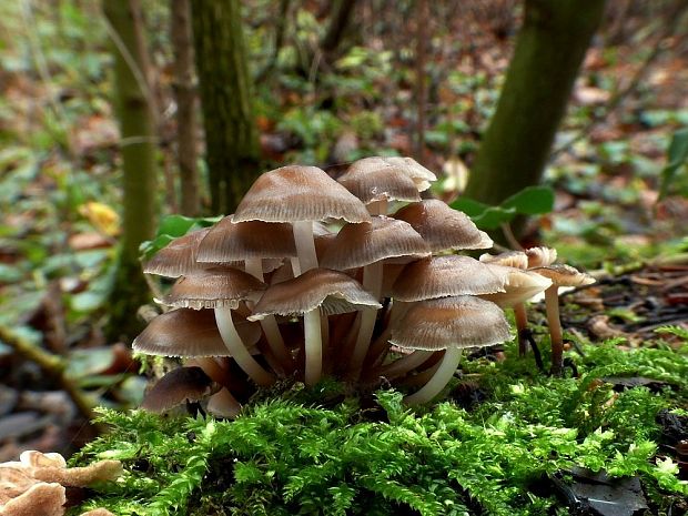 prilbička naklonená Mycena inclinata (Fr.) Quél.