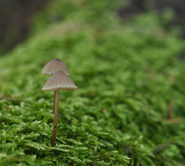 prilbička  Mycena sp.