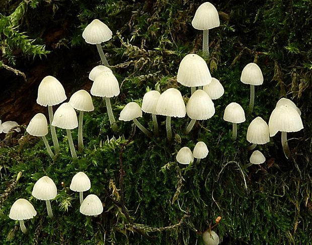 prilbička Mycena sp.