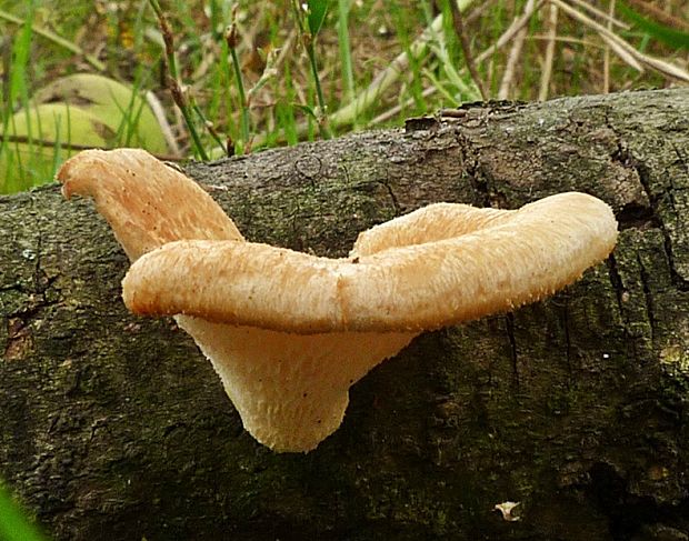 trúdnik Polyporus sp.