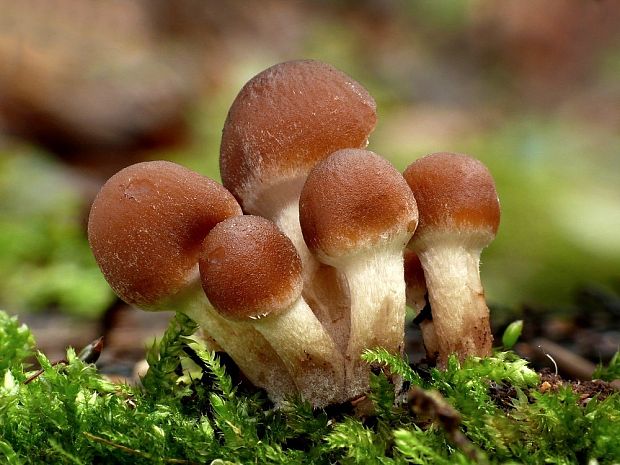 drobuľka vodomilná Psathyrella piluliformis (Bull.) P.D. Orton