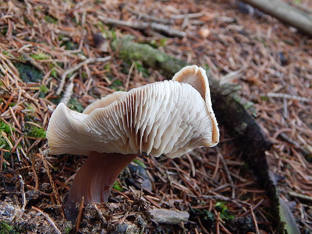 peniazovka maslová Rhodocollybia butyracea (Bull.) Lennox