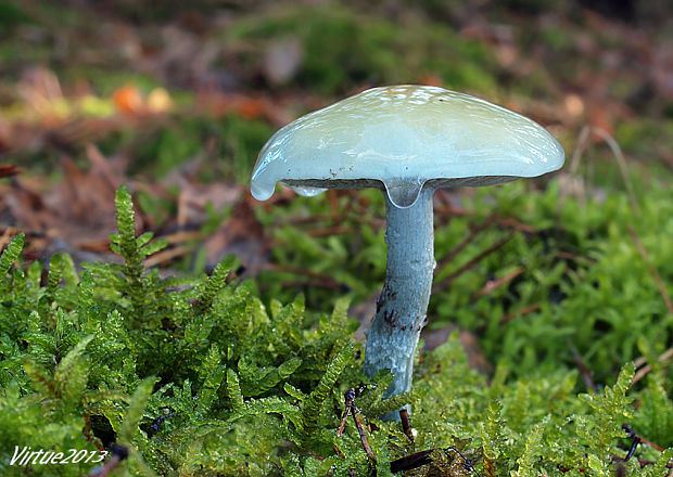 golierovka zelenomodrá Stropharia caerulea Kreisel