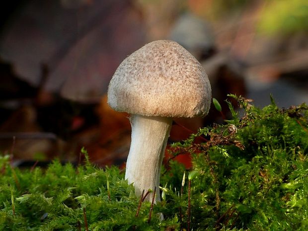 čírovka vŕbová Tricholoma cingulatum (Almfelt) Jacobashch