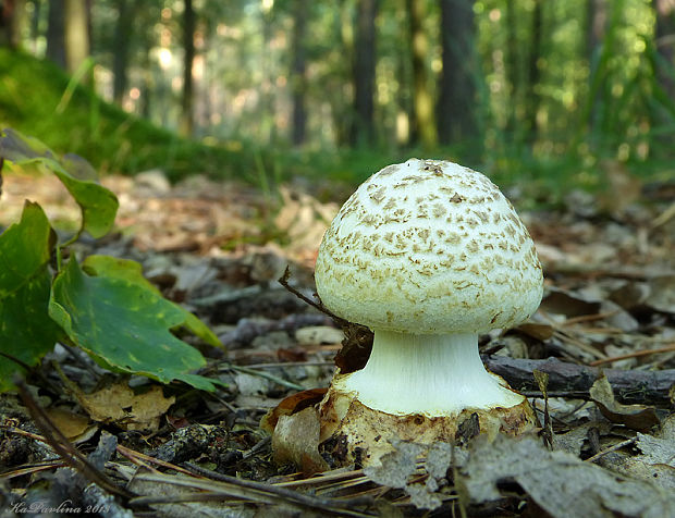 muchomůrka citrónová Amanita citrina Pers.