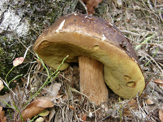 hríb smrekový Boletus edulis Bull.