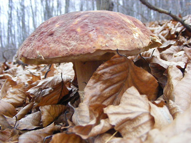 hríb sosnový Boletus pinophilus Pil. et Dermek in Pil.