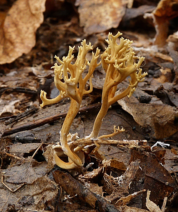 pakonárovka Clavulinopsis sp.