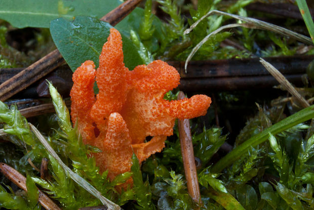 žezlovka hmyzová Cordyceps militaris (Fr.) Link