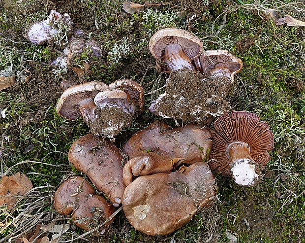 pavučinovec Cortinarius sp.