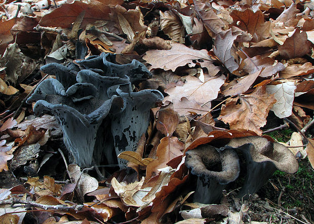 lievik trúbkovitý Craterellus cornucopioides (L.) Pers.