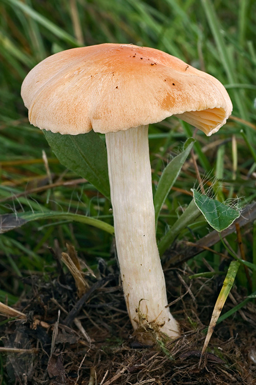 lúčnica statná Cuphophyllus pratensis (Fr.) Bon