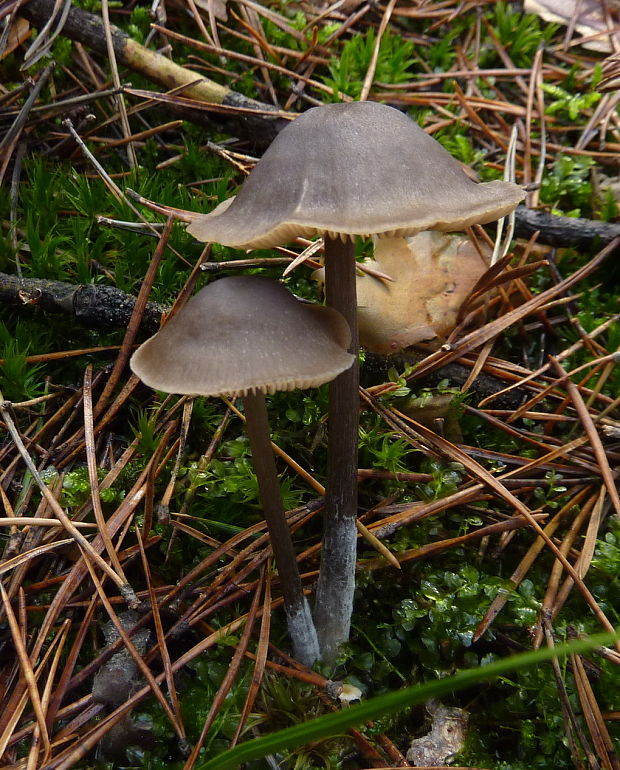 hodvábnica hodvábna Entoloma sericeum Quél.