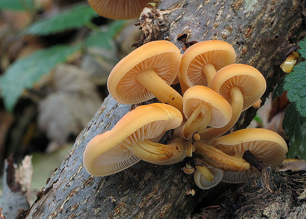 plamienka Flammulina sp.