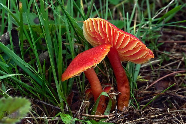 lúčnica šarlátová Hygrocybe coccinea (Schaeff.) P. Kumm.