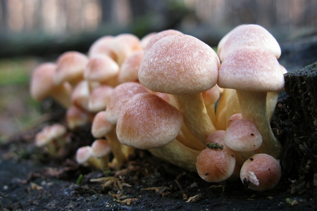 strapcovka tehlovočervená Hypholoma lateritium (Schaeff.) P. Kumm.