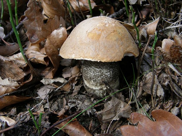 kozák žltooranžový Leccinum versipelle (Fr. & Hök) Snell