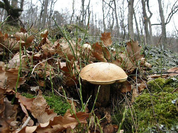 kozák žltooranžový Leccinum versipelle (Fr. & Hök) Snell