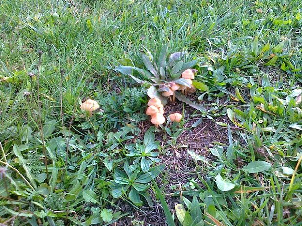 tanečnica poľná Marasmius oreades (Bolton) Fr.