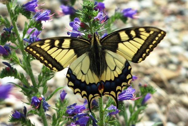 vidlochvost feniklový Papilio machaon