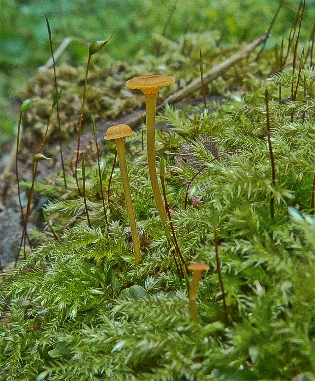 machovček oranžový Rickenella fibula (Bull.) Raithelh.