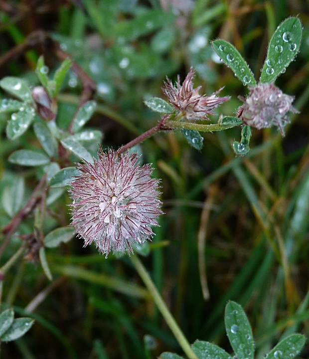 ďatelina roľná Trifolium arvense L.