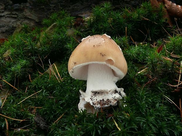 muchotrávka slamovožltá Amanita gemmata (Fr.) Bertill.