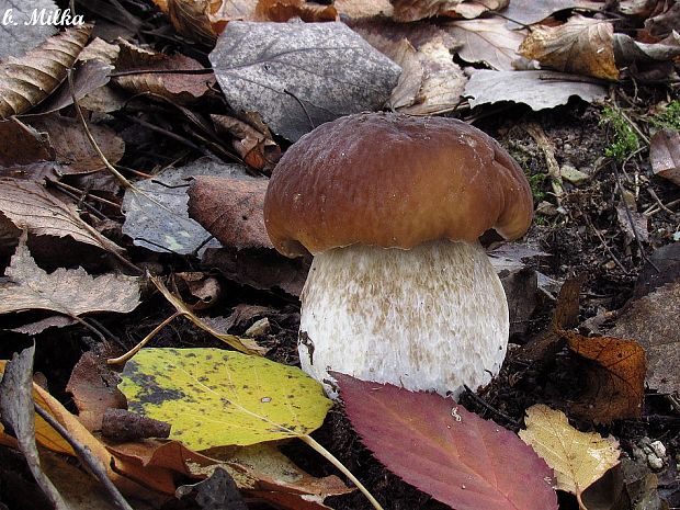 hríb smrekový Boletus edulis Bull.