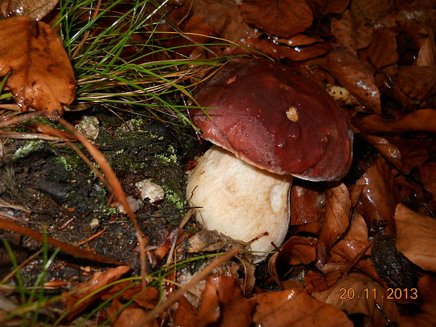 hríb sosnový Boletus pinophilus Pil. et Dermek in Pil.