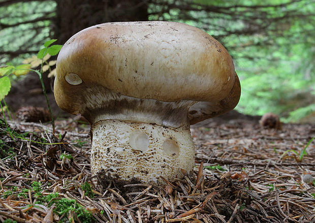 náramkovka cisárska Catathelasma imperiale (P. Karst.) Singer