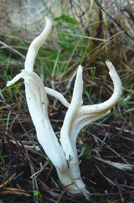 konárovka vráskavá Clavulina rugosa (Bull.) J. Schröt.