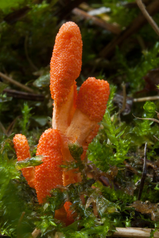 žezlovka hmyzová Cordyceps militaris (Fr.) Link