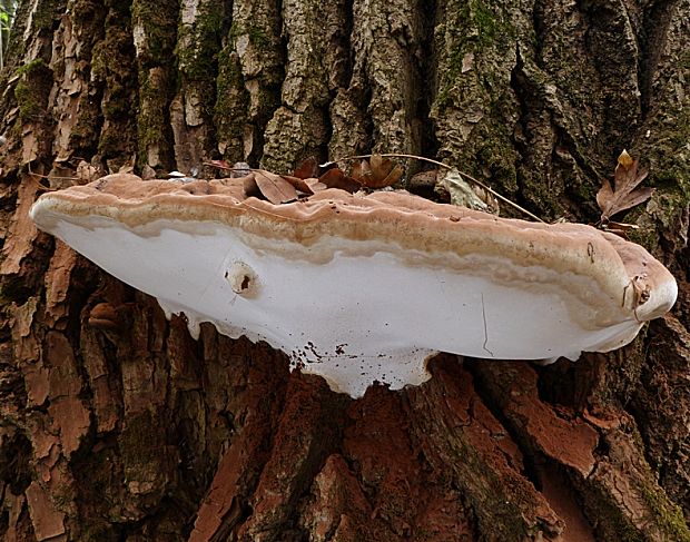 lesklokôrovka plochá Ganoderma applanatum (Pers.) Pat.