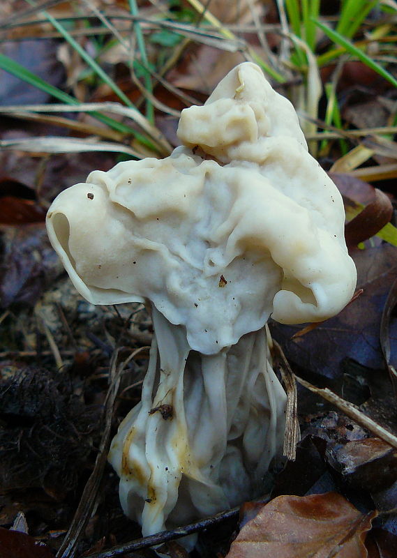 chriapač kučeravý Helvella crispa (Scop.) Fr.