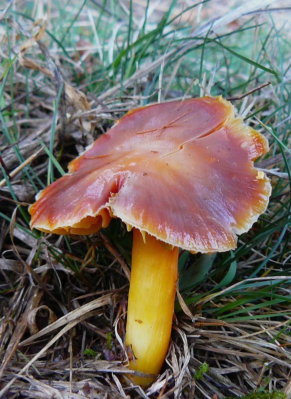 lúčnica granátovočervená Hygrocybe punicea (Fr.) P. Kumm.