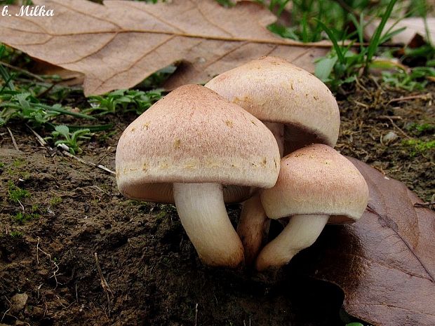 strapcovka tehlovočervená Hypholoma lateritium (Schaeff.) P. Kumm.