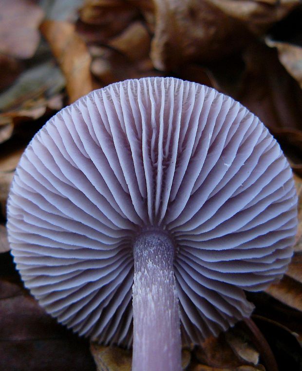 prilbička reďkovková Mycena pura (Pers.) P. Kumm.