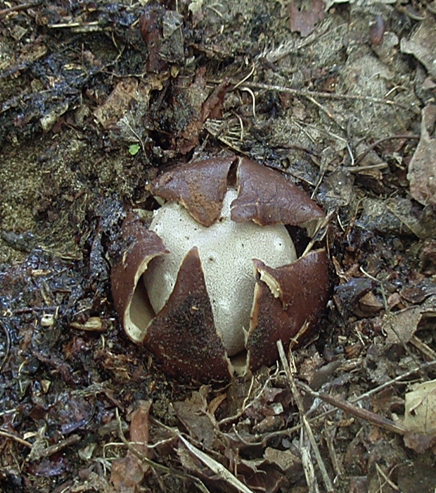 mnohokrčka dierkovaná Myriostoma coliforme (Dicks.) Corda