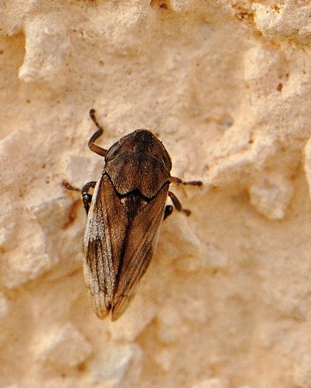 peniarka Neophilaenus campestris