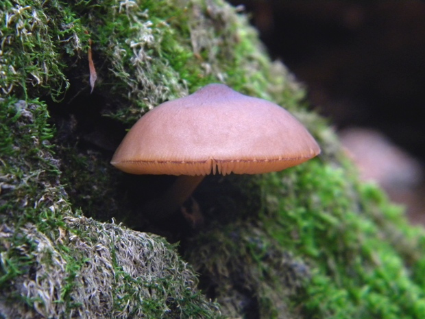 štítovka Pluteus sp.