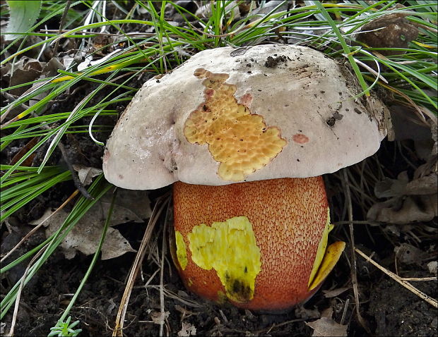 hríb purpurový Rubroboletus rhodoxanthus Kuan Zhao &amp; Zhu L. Yang