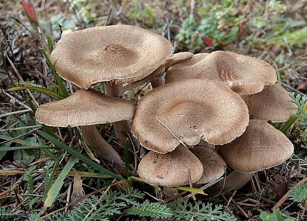 čírovka šupinkatá Tricholoma imbricatum (Fr.) P. Kumm.