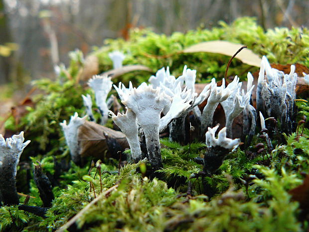 drevnatec parohatý Xylaria hypoxylon (L.) Grev.