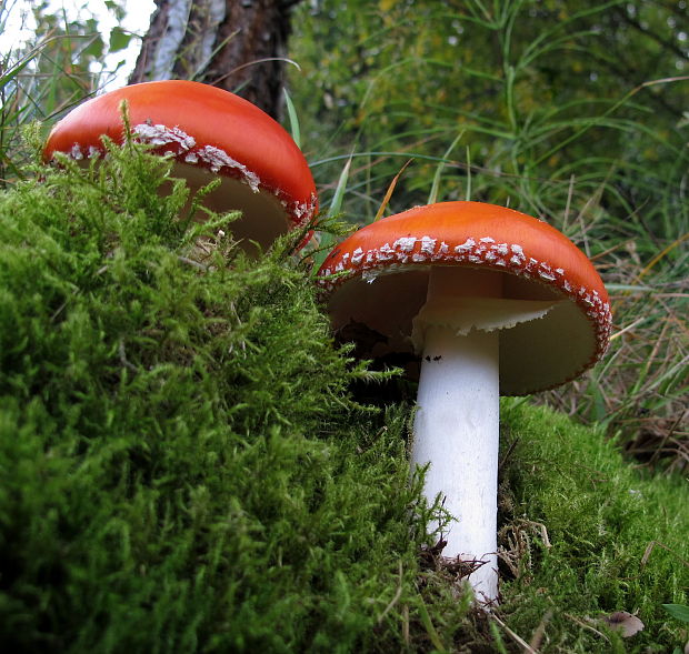 muchotrávka červená Amanita muscaria (L.) Lam.