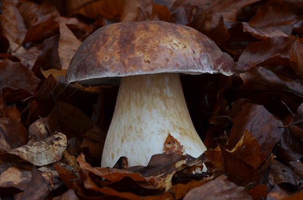 hríb sosnový Boletus pinophilus Pil. et Dermek in Pil.