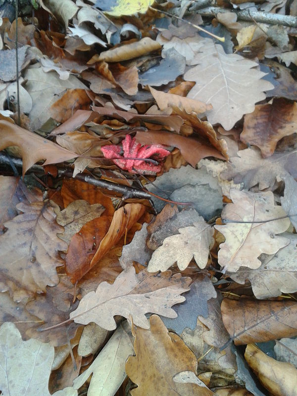 mrežovka kvetovitá Clathrus archeri (Berk.) Dring