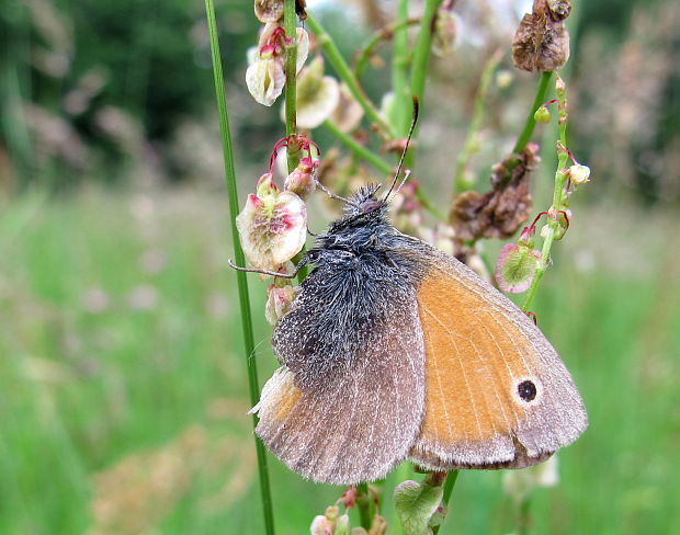 očkáň pohankový Coenonympha pamphilus