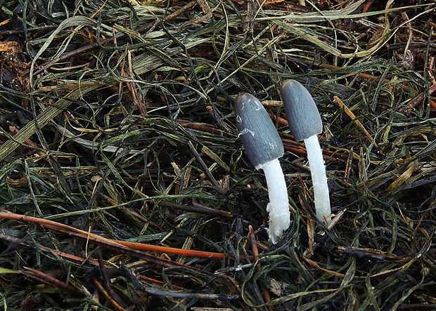 hnojník chlpatohlúbikový Coprinopsis cf. lagopus (Fr.) Redhead, Vilgalys & Moncalvo