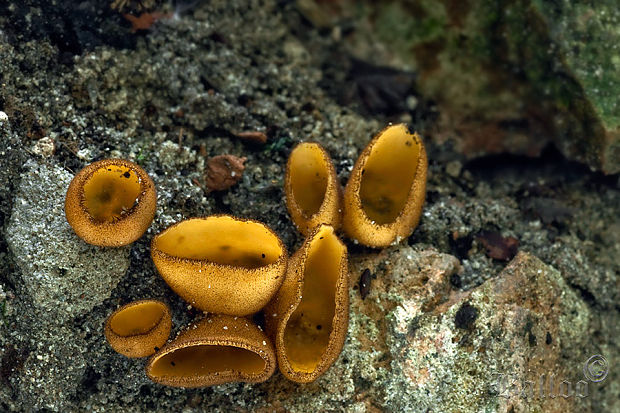 humária Humaria aurantia (Clem.) Häffner, Benkert & Krisai