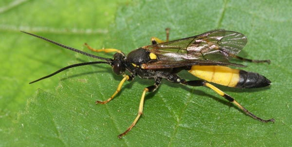 lumok Ichneumon sp.